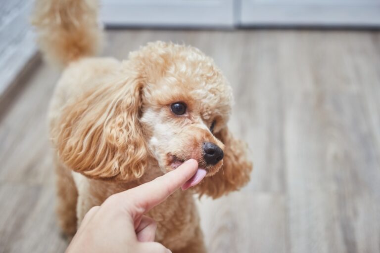 Why Do Poodles Lick So Much? 7 Vet Reviewed Behavioral
&amp; Medical Reasons