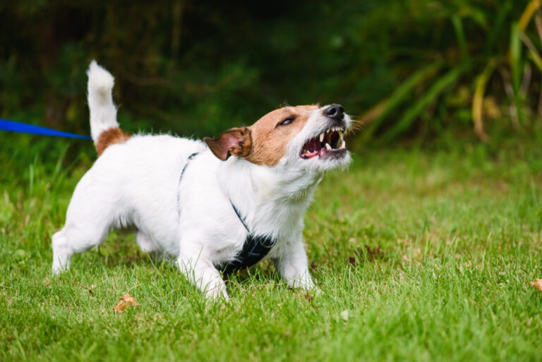 Why Does My Dog Bark at Other Dogs? 10 Vet Reviewed Reasons
Explained