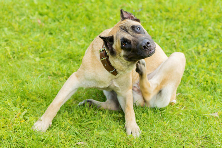 8 Vet-Verified Signs of an Allergic Reaction in Dogs to Be
Aware Of