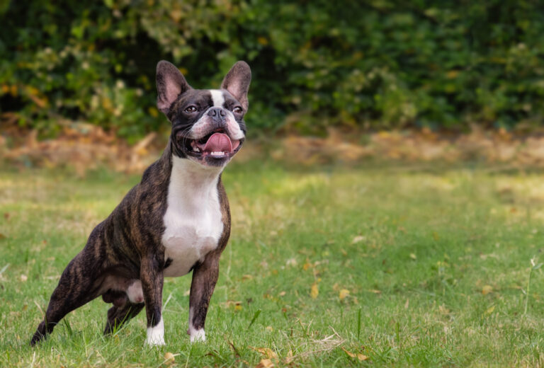 Why Does My Dog Snort Like a Pig? 7 Vet Reviewed Reasons
&amp; When to Worry