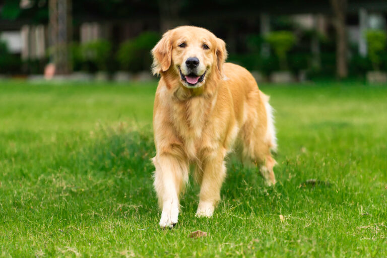 Why Does My Dog Walk Sideways? 10 Possible Reasons Explained
(Vet Reviewed)