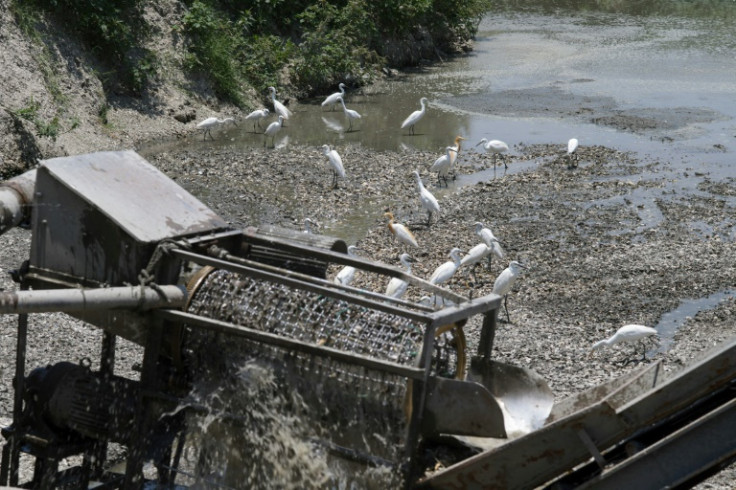 Egrets wait for food from an oyster shells washing machine outside Gijin Seafood Factory