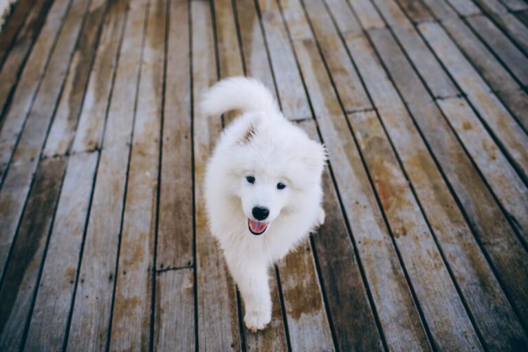 10 Dog Breeds Similar to Samoyeds