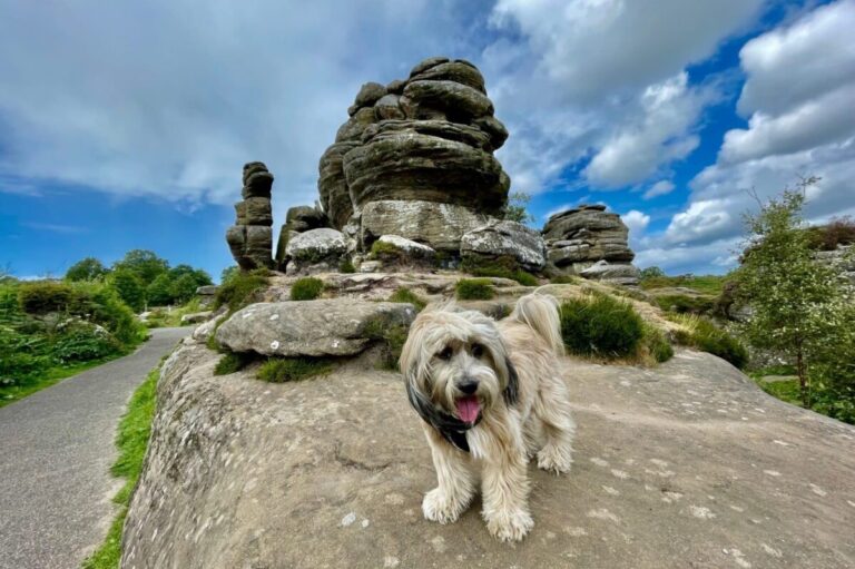 10 Dog Breeds That Are Natural-Born Zen Masters