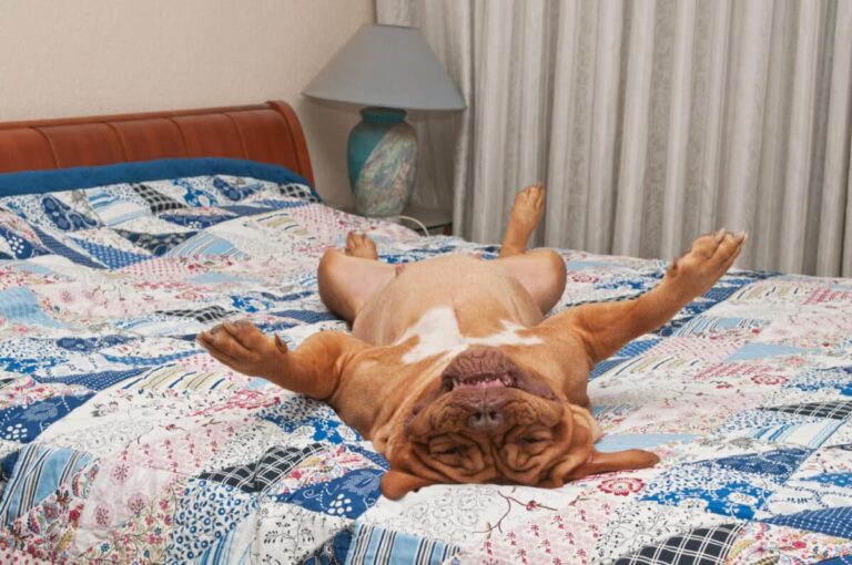 10 Dog Breeds That Are Notorious Bed Hogs