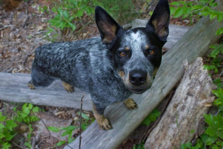 10 Life Lessons You Can Learn From An Australian Cattle
Dog