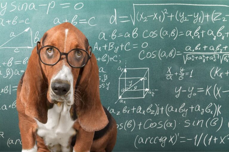 10 Surprising Signs Your Dog Is Actually a Genius