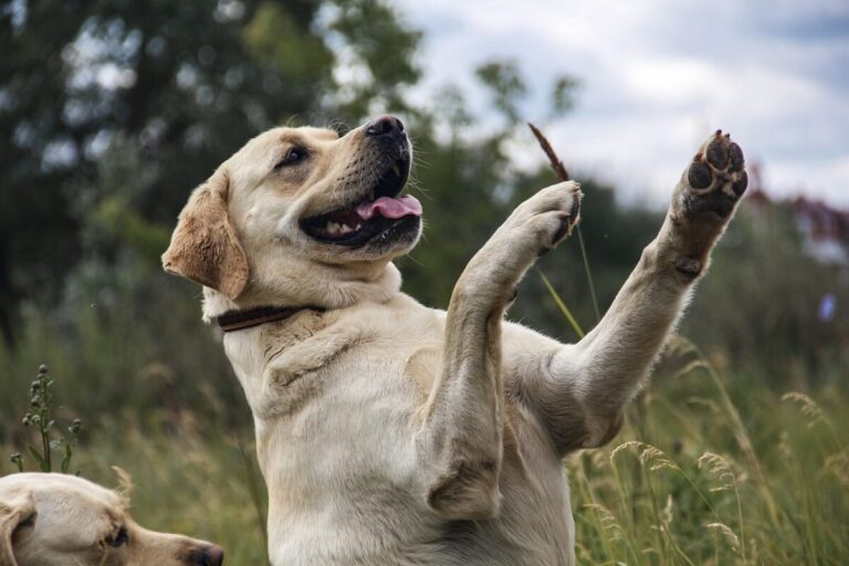 11 Dog Breeds with Bottomless Bellies