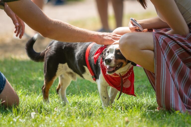 11 Dog Park Safety Tips To Consider For a Smooth
Experience