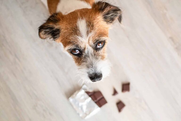 11 Surprisingly Deadly Household Products To Your Dog That
Contain Xylitol