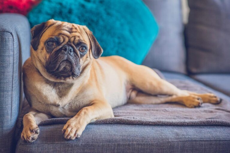 12 Best “Couch Potato” Dog Breeds