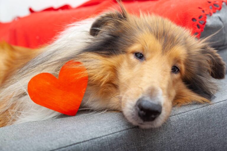 12 Soulmate Dog Breeds That’ll Love You
Unconditionally