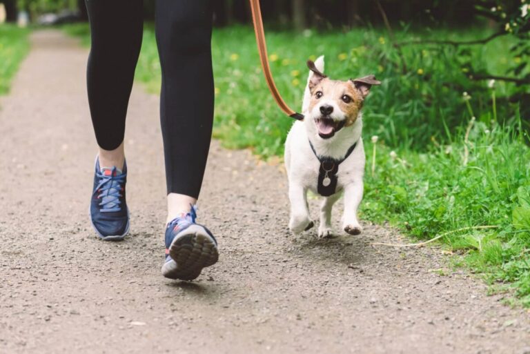 15 Dog Breeds That Are Actually Furry Personal
Trainers