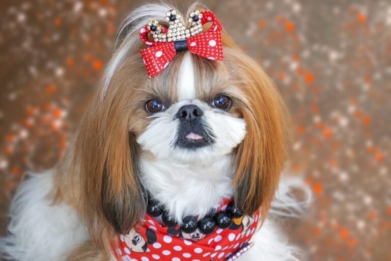 15 Dog Breeds That Are Secret Fashionistas