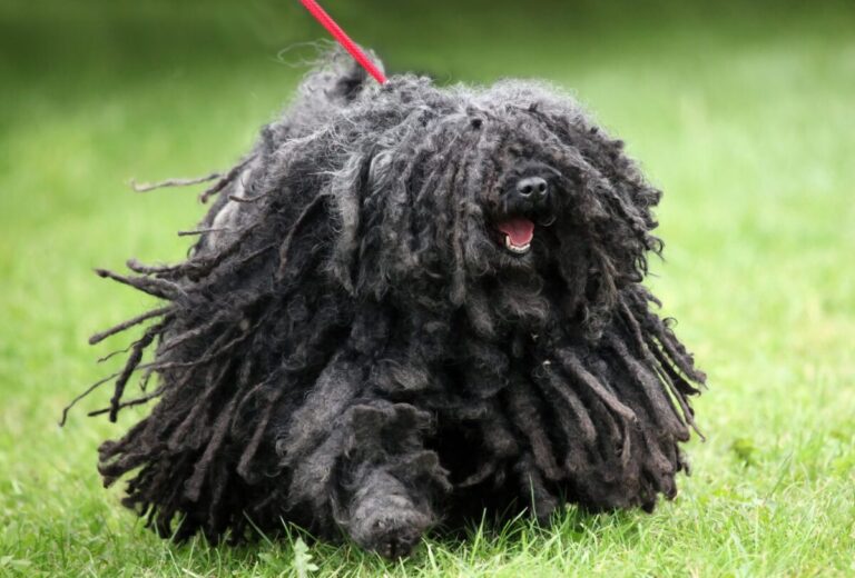 15 Dog Breeds That Start with “P”