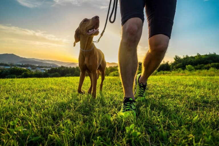 9 Signs Your Dog Is Trying To Turn You Into A Morning
Jogger