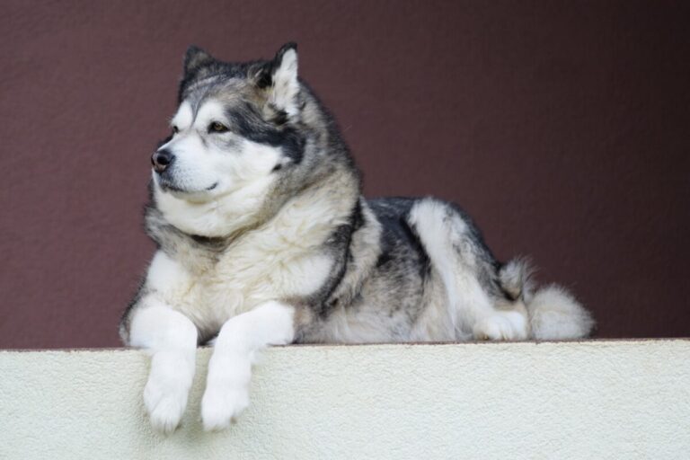 5 Myths About Alaskan Malamutes You Should Stop
Believing