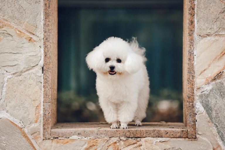 5 Myths About Bichon Frises You Should Stop
Believing