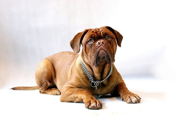 5 Myths About Dogue De Bordeaux You Should Stop
Believing