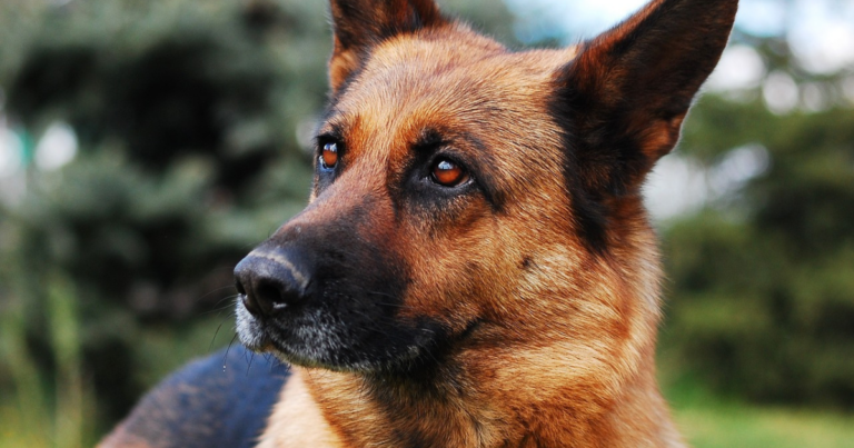 5 Myths About German Shepherds You Should Stop
Believing