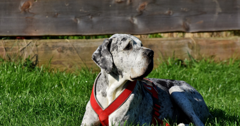 5 Myths About Great Danes You Should Stop Believing