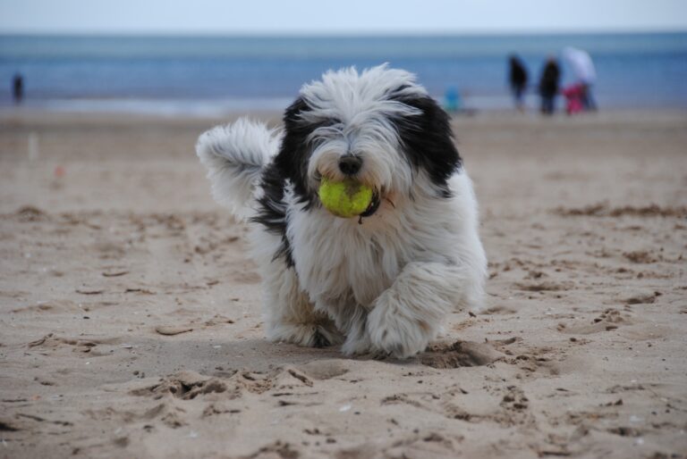 5 Myths About Old English Sheepdogs You Should Stop
Believing