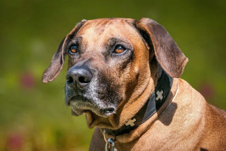 5 Myths About Rhodesian Ridgebacks You Should Stop
Believing