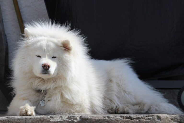 5 Myths About Samoyeds You Should Stop Believing