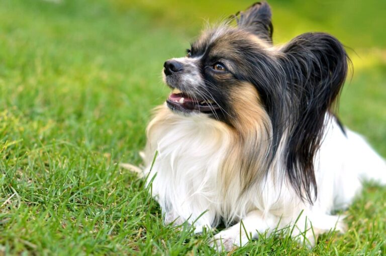 6 Lesser-Known Dog Breeds Who Make Terrible Guard
Dogs