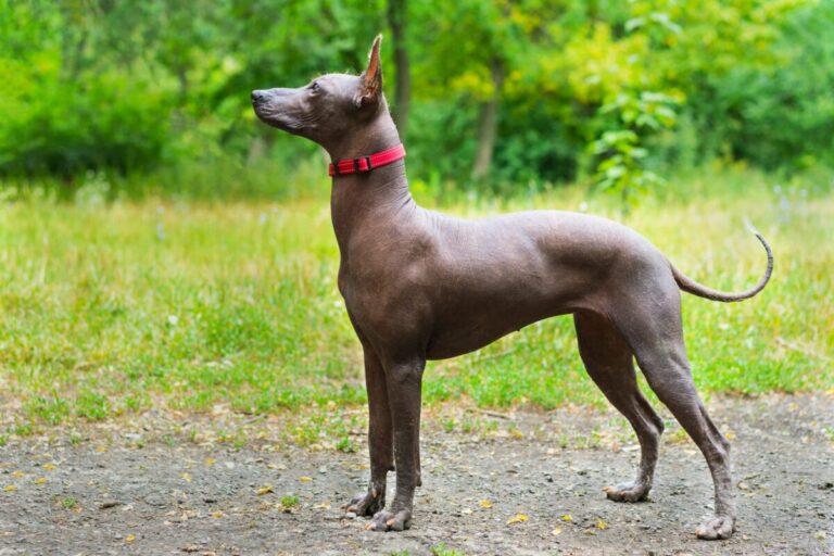 7 Little-Known Dog Breeds That Are Great for Singles