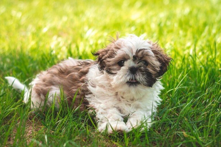 7 Calm Puppy Breeds Ideal for Senior Citizens