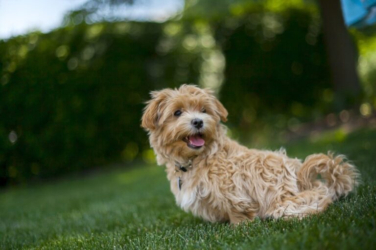 7 Mixed-Breed Dogs That Form The Strongest Bond With Their
Owners