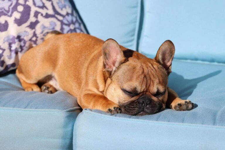 8 Dog Breeds Ready to Out-Snore Grandpa