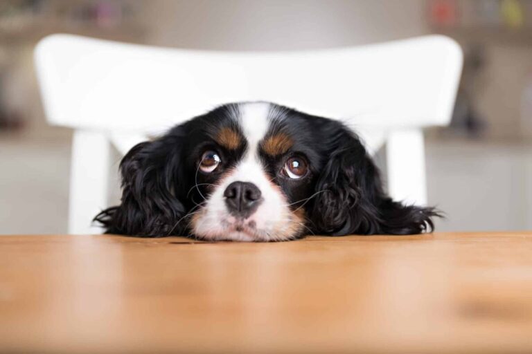 8 Dog Breeds That Seem To Have Permanent Puppy Eyes