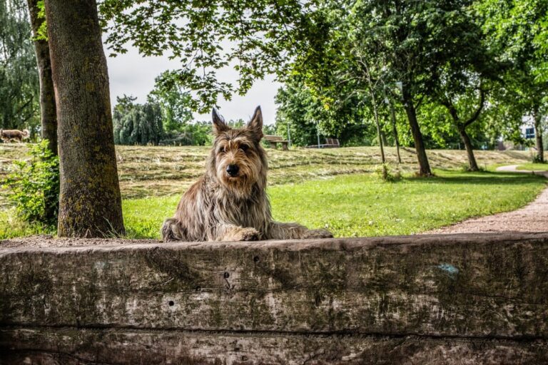 8 Little-Known Dog Breeds That Are Total Couch
Potatoes