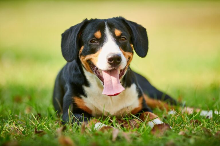 9 Obscure Dog Breeds Most Likely To Outsmart Their
Owners