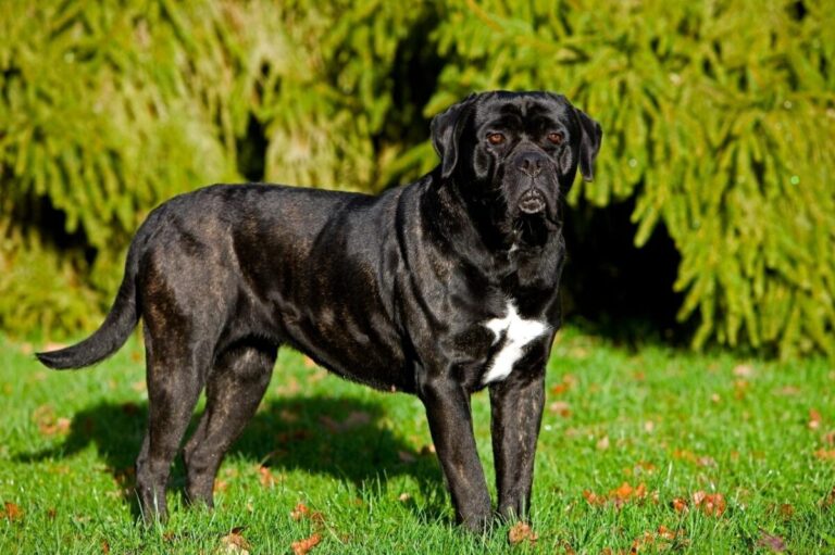 9 Dog Breeds Known for Their Strong Protective
Instincts