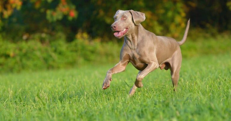 9 Dog Breeds Most Likely to Run Away