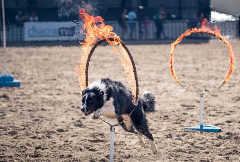 9 Dog Breeds That Are Secret Adrenaline Junkies