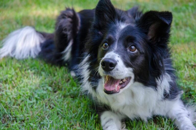 9 Dog Breeds With the Most Impressively Long
Memories