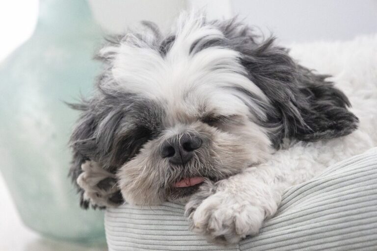 9 Dog Breeds with the Funniest Sleep Positions