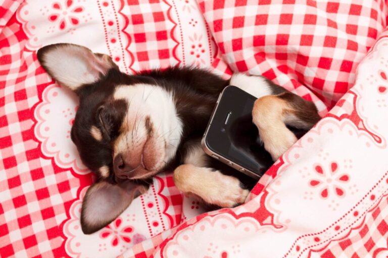 9 Reasons Why Your Dog Is Better Than Your
Smartphone