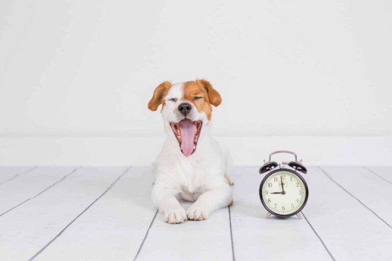 9 Reasons Why Your Dog Is the Perfect Alarm Clock