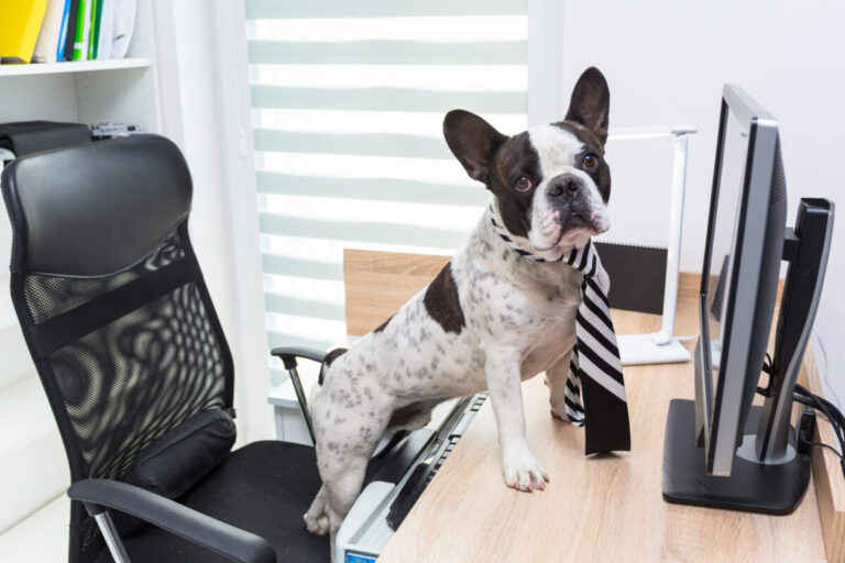 9 Reasons Why Your Dog Would Be A Better Boss Than Your
Current One