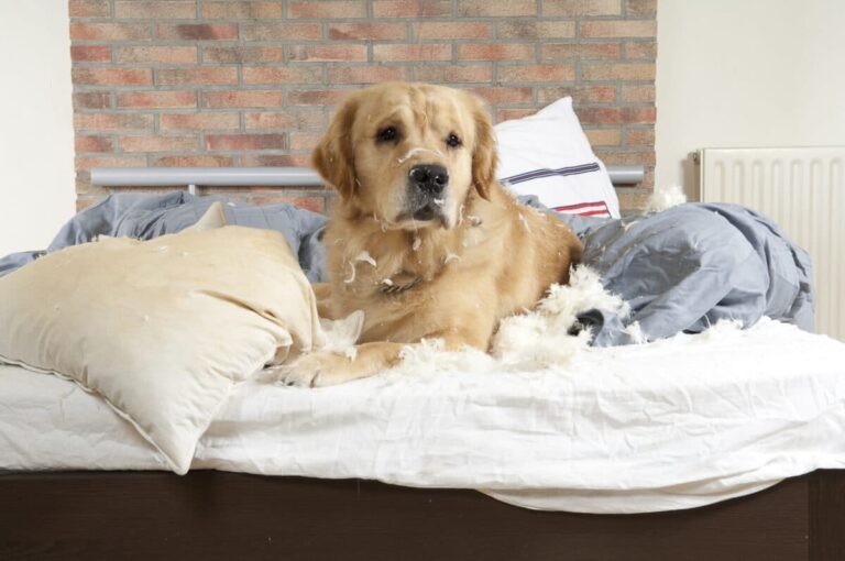 9 Signs Your Dog Thinks They’re the Boss of the
House