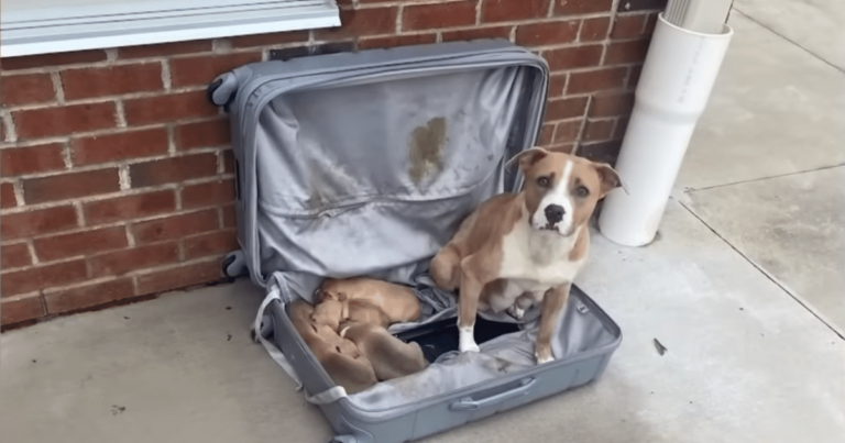 Abandoned Suitcase Found by Firemen Reveals Precious Cargo:
Puppies and Their Mama