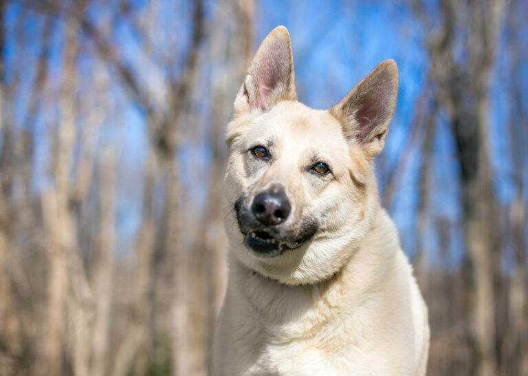 Alaskan Husky German Shepherd Mix: Dog Breed Info, Pictures,
Care Guide &amp; More