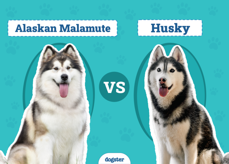 Alaskan Malamute vs Husky: The Differences (With Info
&amp; Pictures)