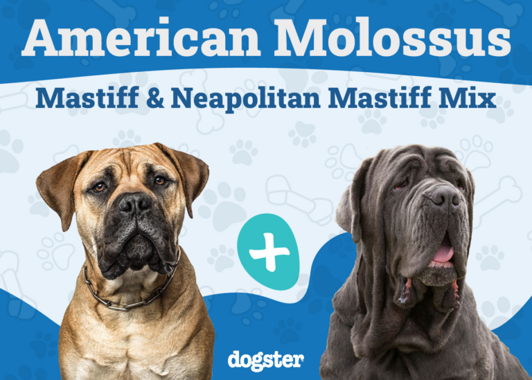 American Molossus Dog Breed: Info, Pictures, Care, &amp;
Facts