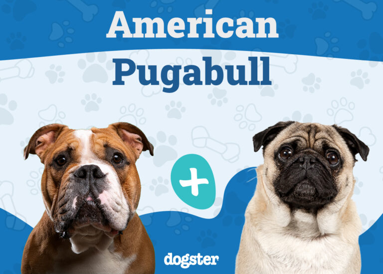 American Pugabull Dog Breed: Info, Pictures, Care, &amp;
Facts